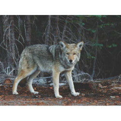 Synergistic Aluminum Knife fr-FR